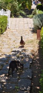 Hydra Island with Athens Day Cruise